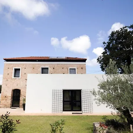 Gallo Fino - Capo Vaticano