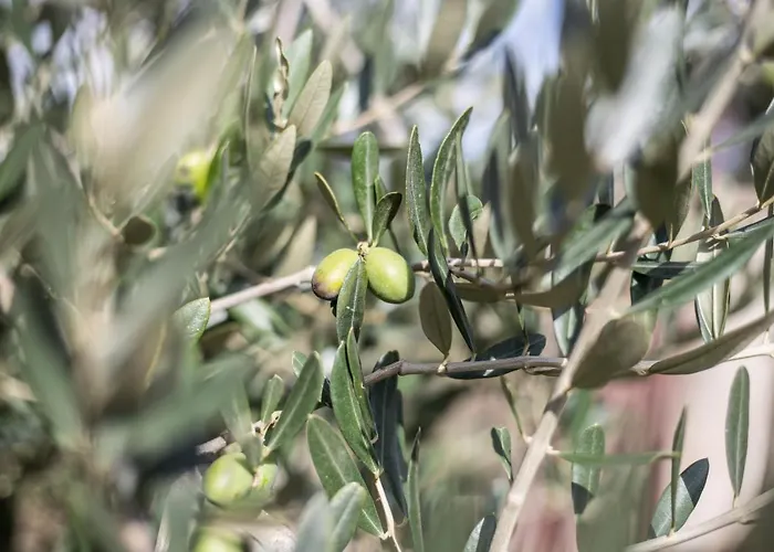Gallo Fino Farmház *