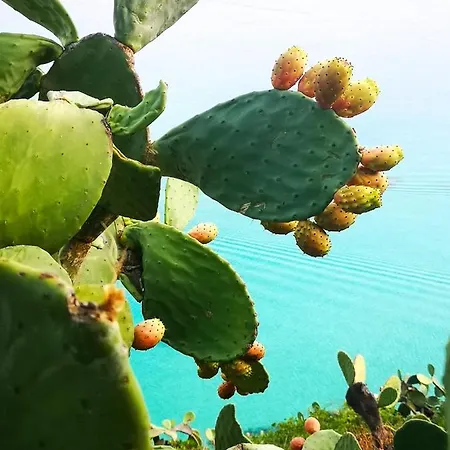 Gallo Fino Bauernhof Ricadi