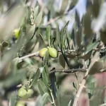 Gallo Fino Bauernhof *