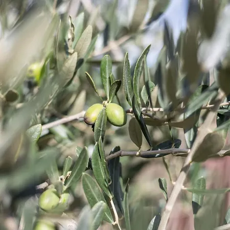 Gallo Fino - Capo Vaticano Lantgård *