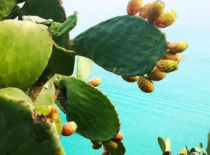 Gallo Fino 农家乐 里卡迪